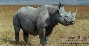 image of rhino