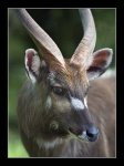 image of gazelle