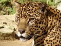 image of jaguar_car