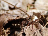 image of wolf_spider