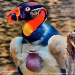 image of bird