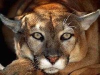 image of cougar_face