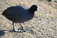 image of american_coot