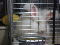 image of angora
