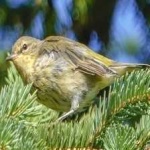 image of bird