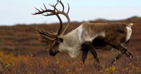 image of reindeer #6