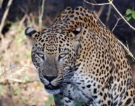 image of animal