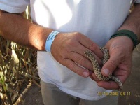 image of hognose_snake #6