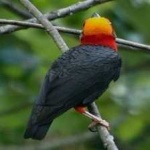 image of bird