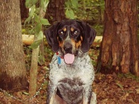 image of bluetick