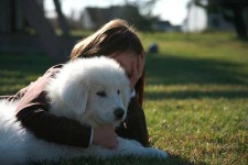image of great_pyrenees
