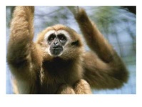 image of gibbon #6