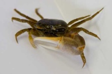 image of fiddler_crab #2