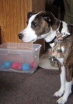 image of basenji