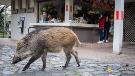 image of animal
