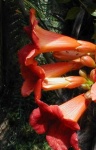 image of flower