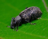 image of weevil