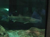 image of shark #0