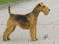image of lakeland_terrier