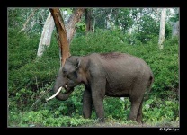 image of tusker