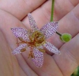 image of flower