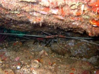 image of spiny_lobster