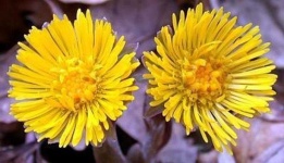 image of flower