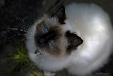 image of birman #33