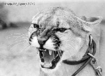 image of cougar_face