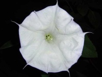 image of flower