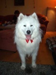 image of samoyed #0