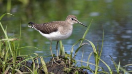 image of sandpiper #8