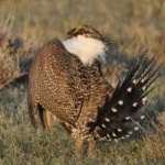 image of bird