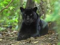 image of animal