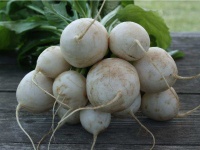 image of turnip #4