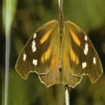 image of animal