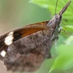 image of animal