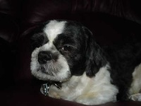 image of shih_tzu
