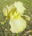 image of bearded_iris #21