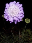 image of flower