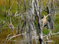 image of crane