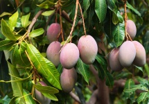 image of mango #29