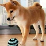 image of shiba_inu #21