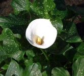 image of giant_white_arum_lily #24