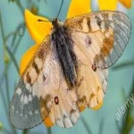 image of animal