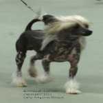 image of animal