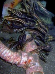 image of eel