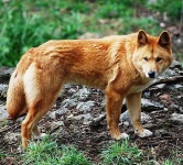 image of dingo