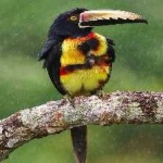 image of bird