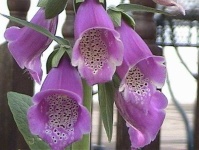 image of flower